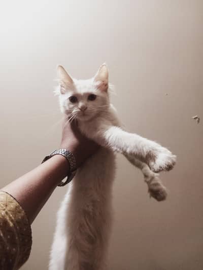 kittens for sale for more detail contact me on WhatsApp  03702095718