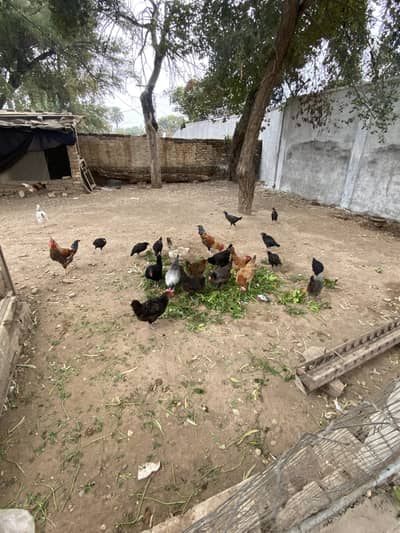 Hens and roosters
