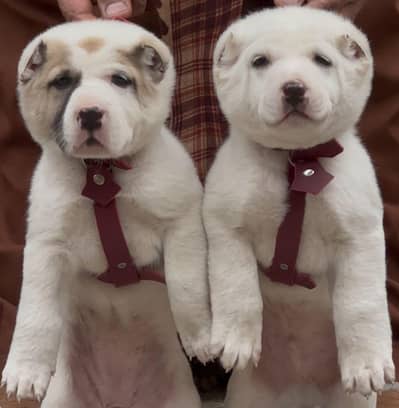 Alabai kochi Dag pair for sale alabai security dog