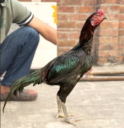 Thai pakoya or bumri