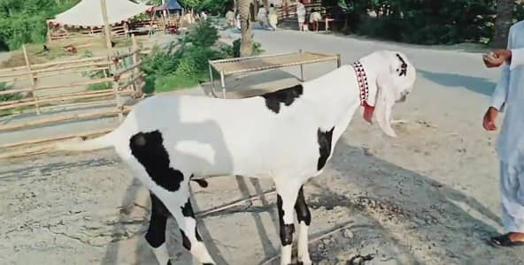 Desi Bakra Urgent For Sale/ +03291198926