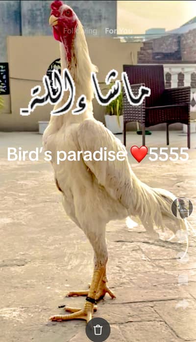 shamo | o shamo | white shamo| King size chicks