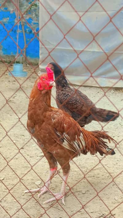 Aseel murga Aseel murgi jori for sale