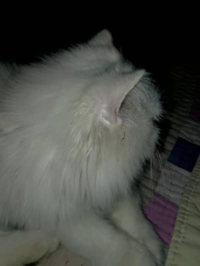 bilaa Hy jis ko lyns ho parsnol contect kren