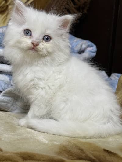 Persian kittens double coated