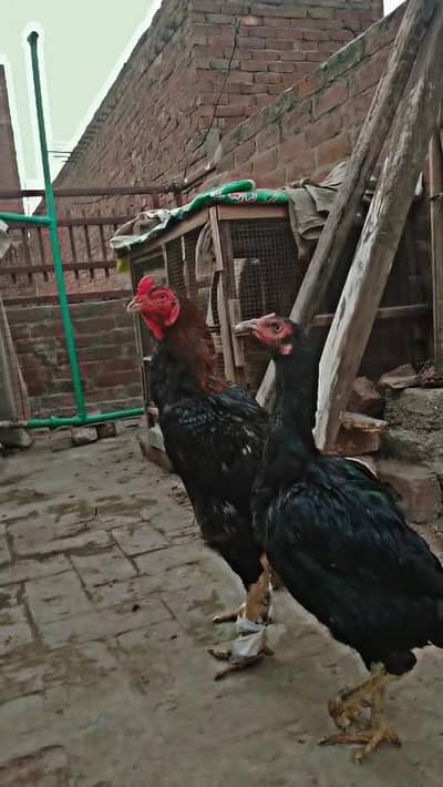 Bermi and Pak Aseel One Eye Breeder For sale