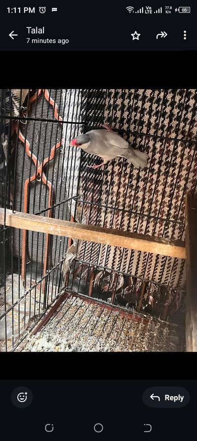 active and healthy Silver java male