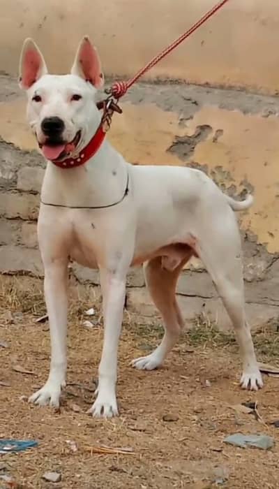 kohati gultair male dog for sale