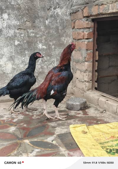 Aseel Lakha mianwali