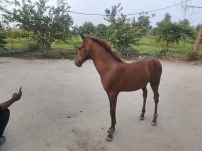 بے عیب وچھیرا