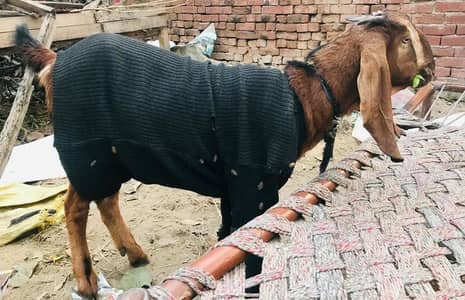 Pregnant Goat For Sale