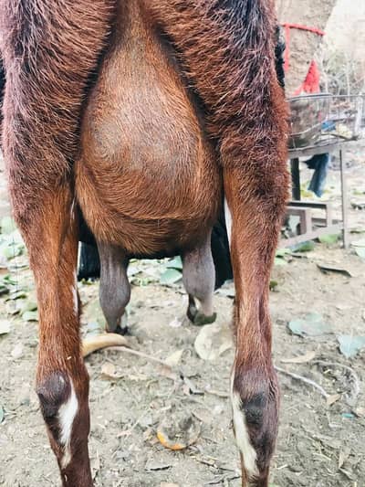 Pregnant Goat For Sale