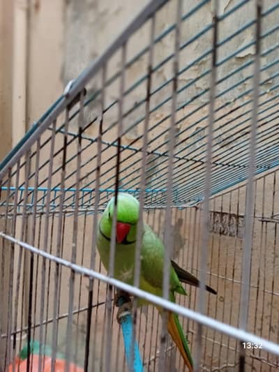 green parrot ring neck