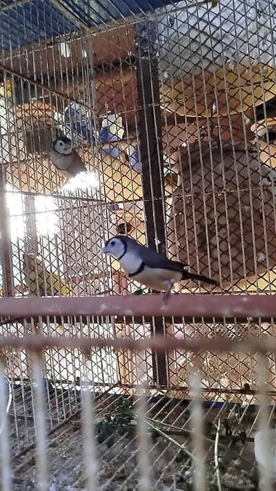 Owl finch breader pair.