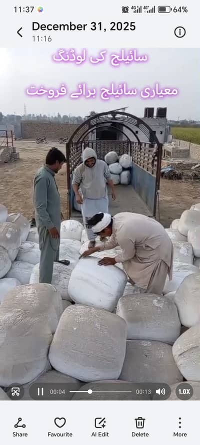 Premium Makki/Corn Silage-Using on own farm-03086589220