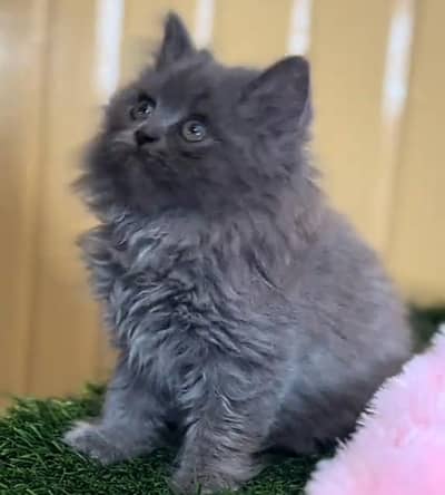Persian cat kitten for sale my WhatsApp 03126762031