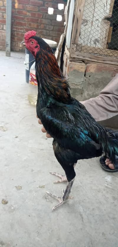 Aseel Thai Pattha exchange and for sale WhatsApp 03244949155