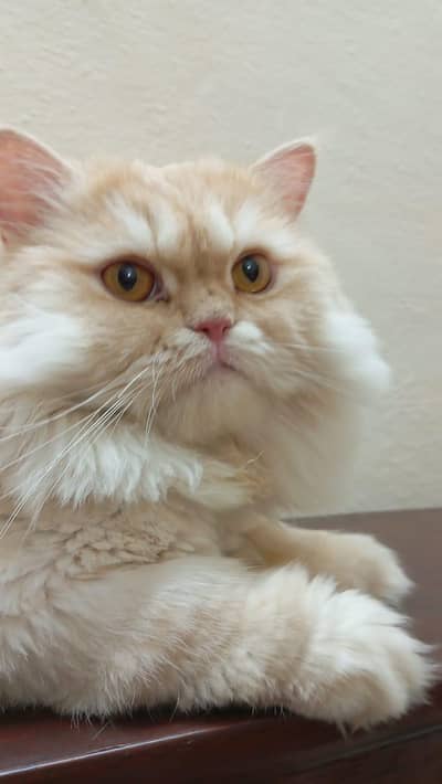 Persian cat