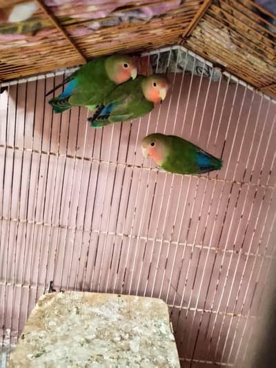Colour lovebirds patthey