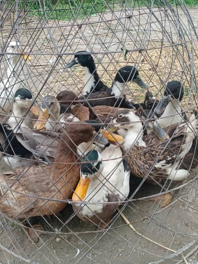 Haki cambel or desi duks for sale