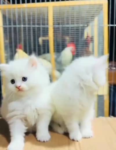Persian cat kitten for sale my WhatsApp 03126762031
