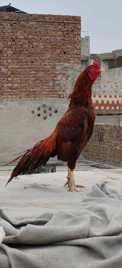 aseel murga for sale