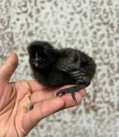 Chicks Available 03430047561