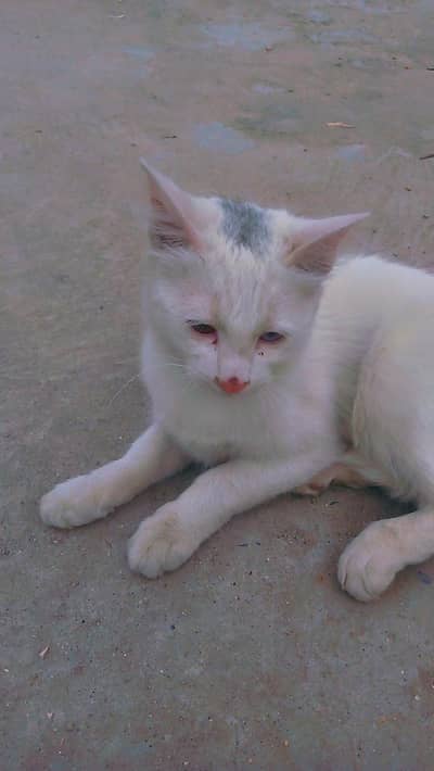 odd eyes double coted