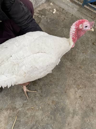 beautiful turkey bird pair
