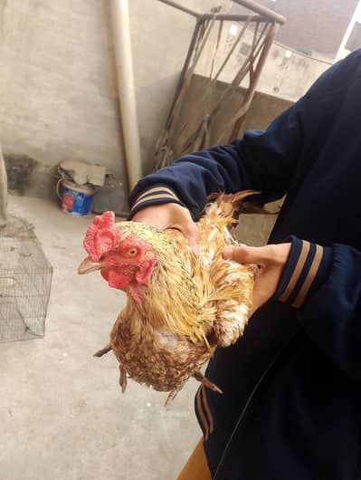 Desi Murgi and Aseel Murga pair for sale