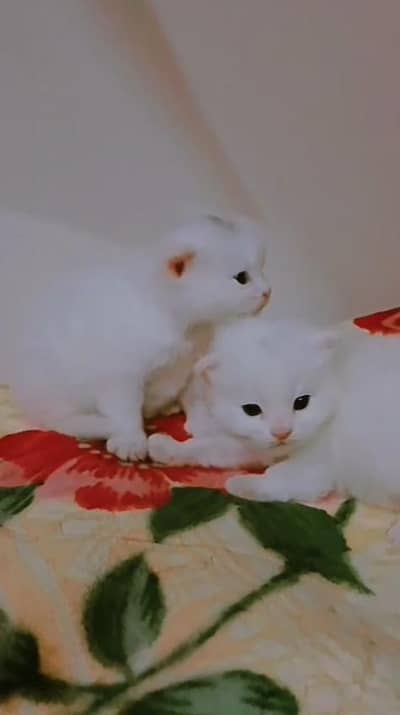 Kitten for Sale – 2 Months Old Healthy Cat Baby