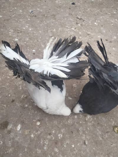 All Type Faintail Males For Sale