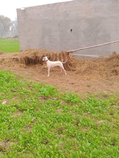 tazi gultair tazi mix full shikar trian Hy exchange bi kar lo ga