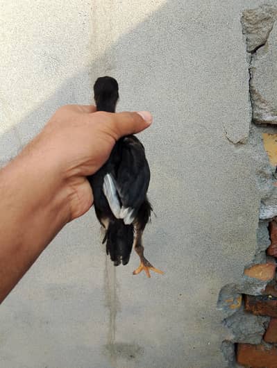 shamo and prrot bek caross