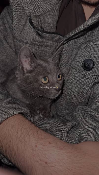 Russion blue breed female