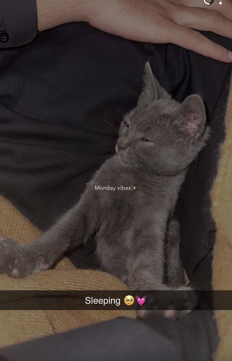 Russion blue breed female 2