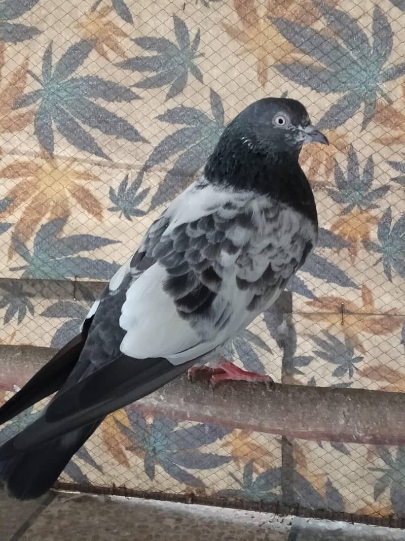 teddy breeder pair 1