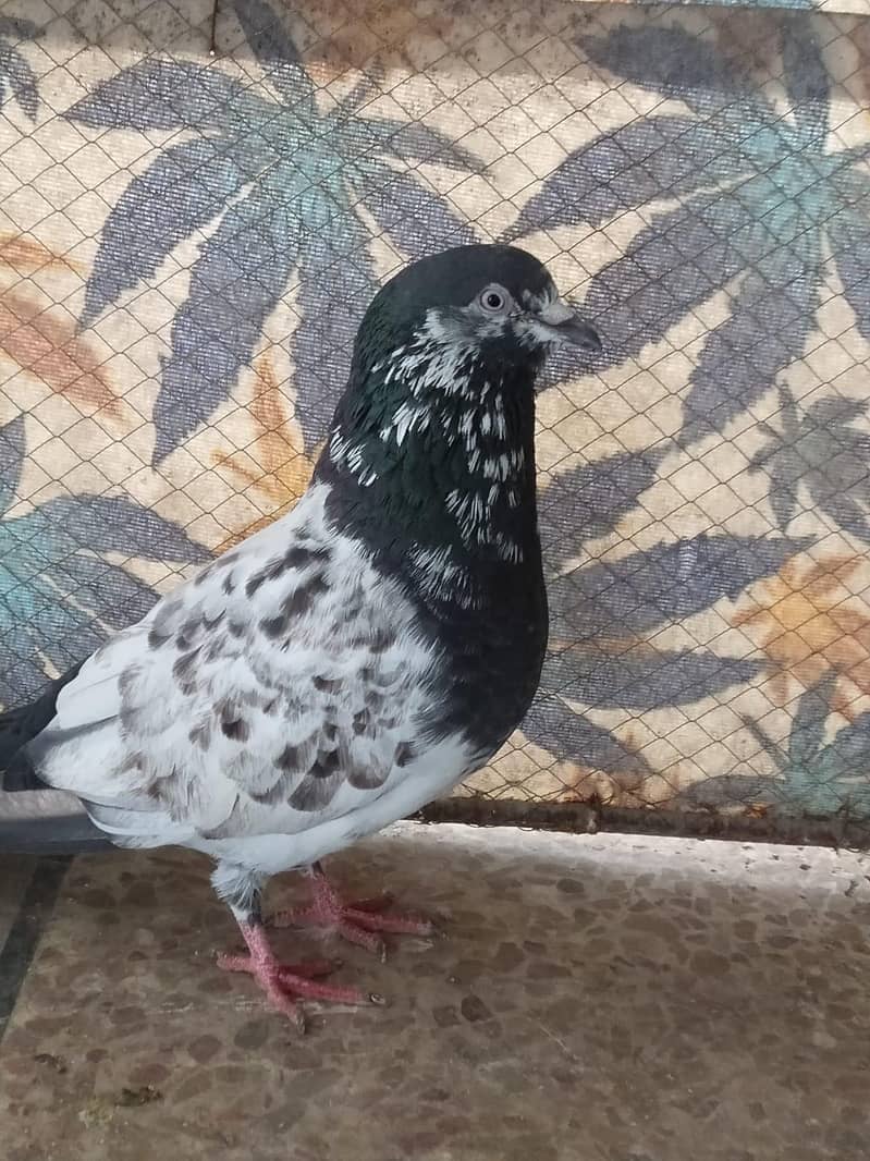 teddy breeder pair 2