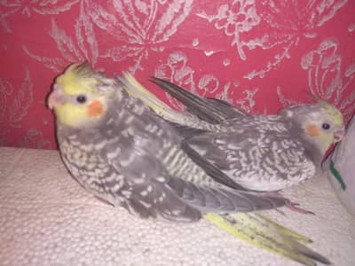 Pearl cockatial chicks best for hand tame