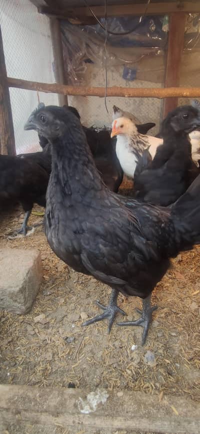 Ayam cemani black beauty, young pairs and fertile eggs available