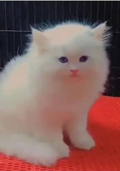 Persian Cat For Sale/0344/00/63/354, My Whatsapp Number