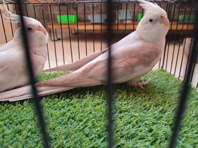 Fellow Cocktails / Parblue Pale Fellows