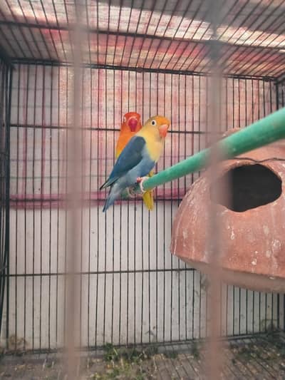 Parblue Pale Fellows / Split Pale Fellows