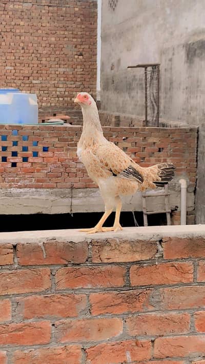 2 murgi  avaible ha  price same h