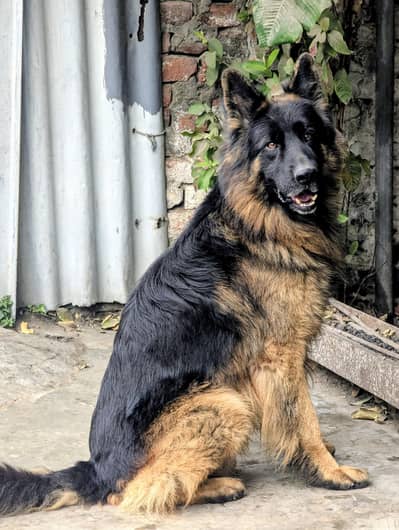 German shepherd male meenting
