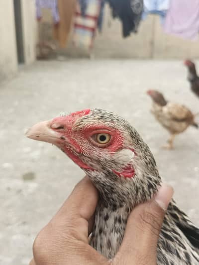 Pure Aseel Pathay Urgent for sale