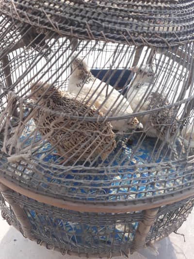 BATAIR Healthy & Active