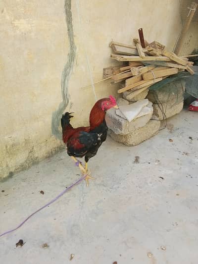 healthy sindhi murga