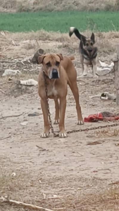 Khalis bully blood line lunda