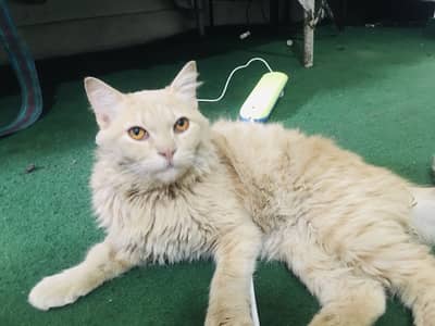 3 coated hires is Trimmed vaccination hy litter train